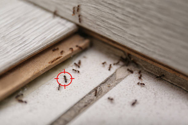 Pest Prevention Services in Sharpes, FL