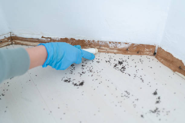 Flea Control Services in Sharpes, FL